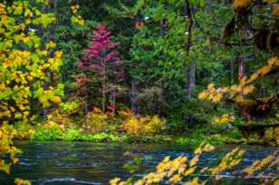 Maples along the river-7727 Maples along the river-7727